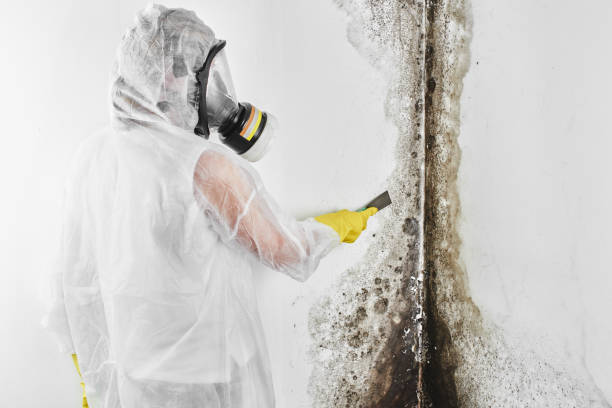 Best Black Mold Removal  in Carleton, MI