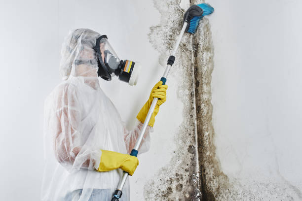 Best Local Mold Removal Service  in Carleton, MI