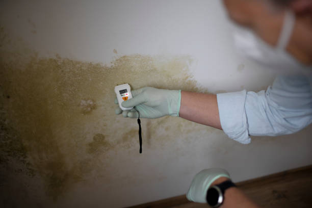 Best Commercial Mold Removal  in Carleton, MI