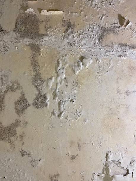 Best Mold Remediation Experts  in Carleton, MI