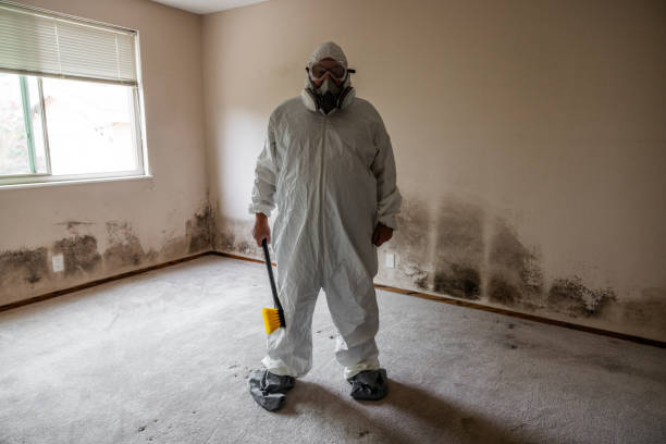 Best Certified Mold Removal  in Carleton, MI