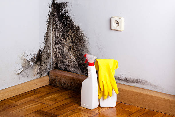 Best Toxic Mold Removal  in Carleton, MI