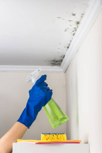 Best Affordable Mold Removal  in Carleton, MI