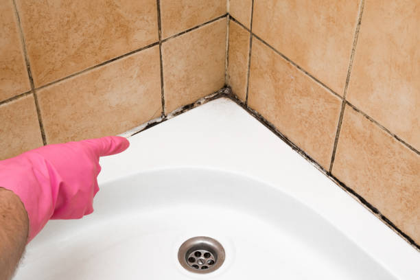 Best Local Mold Removal Service  in Carleton, MI