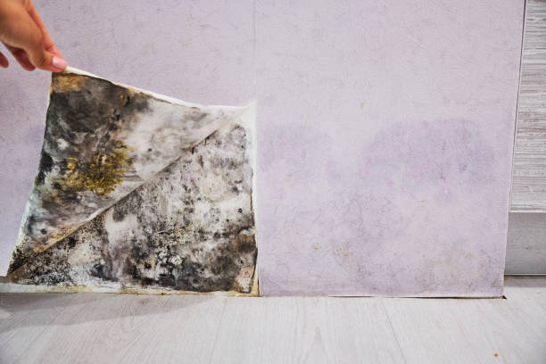 Best Mold Cleaning Services  in Carleton, MI